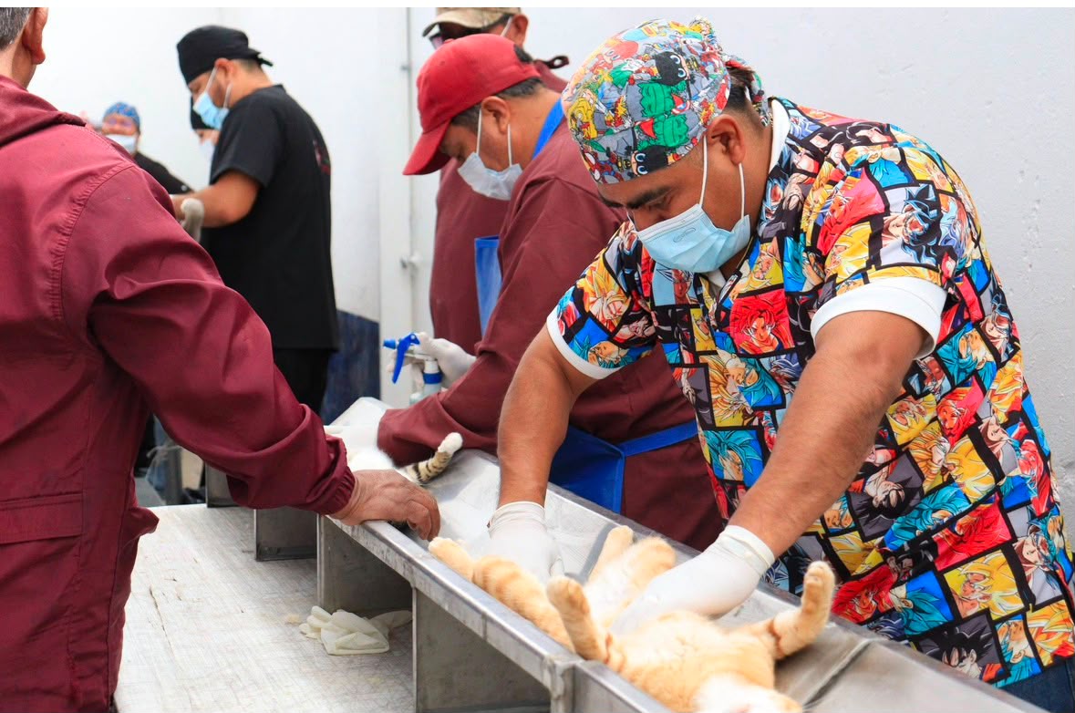 Imagen principal del artículo Con el liderazgo de Pepe Chedraui, Puebla fortalece el bienestar animal con más de 200 jornadas de protección animal